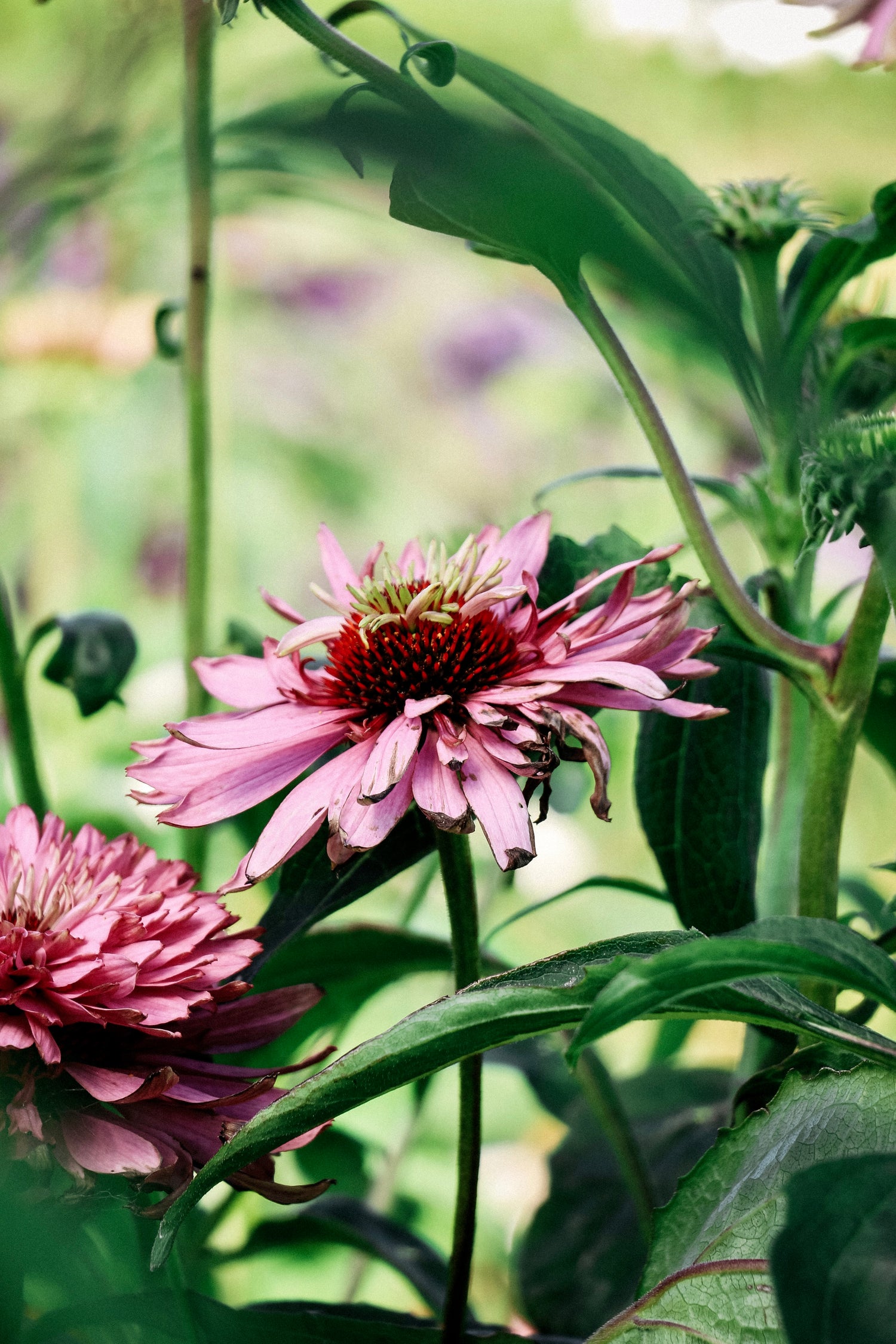 Echinacea purpurea &