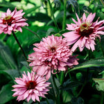 Echinacea purpurea 'paradiso super-duper'-Angelo
