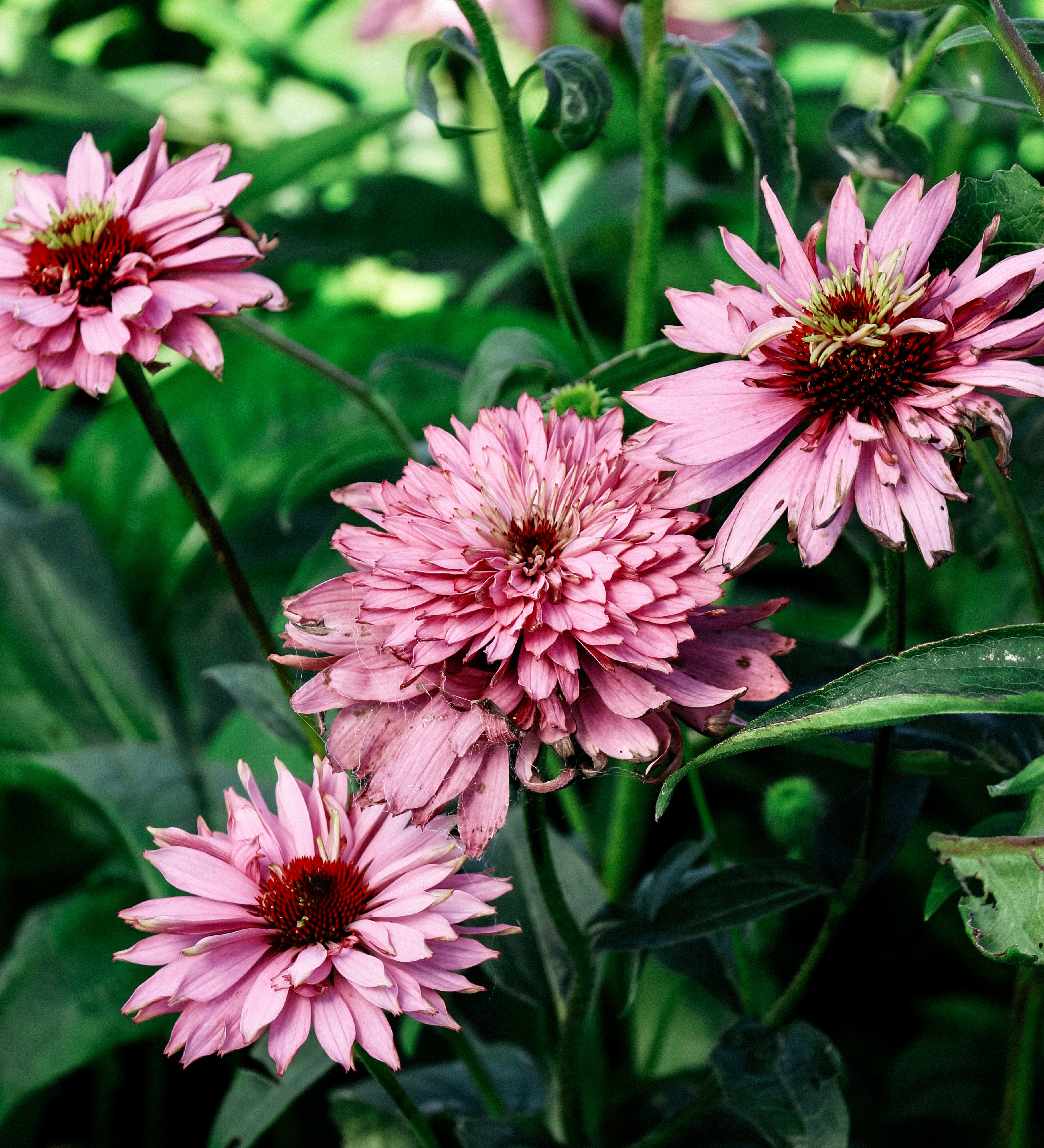 Echinacea purpurea 'paradiso super-duper'-Angelo