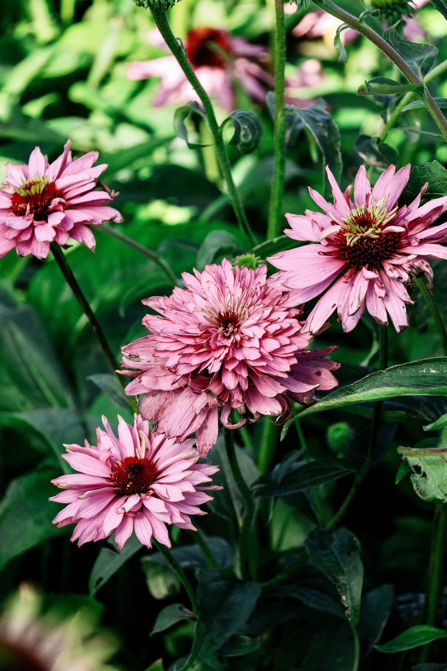 Echinacea purpurea &