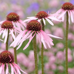 Echinacea pallida-Angelo