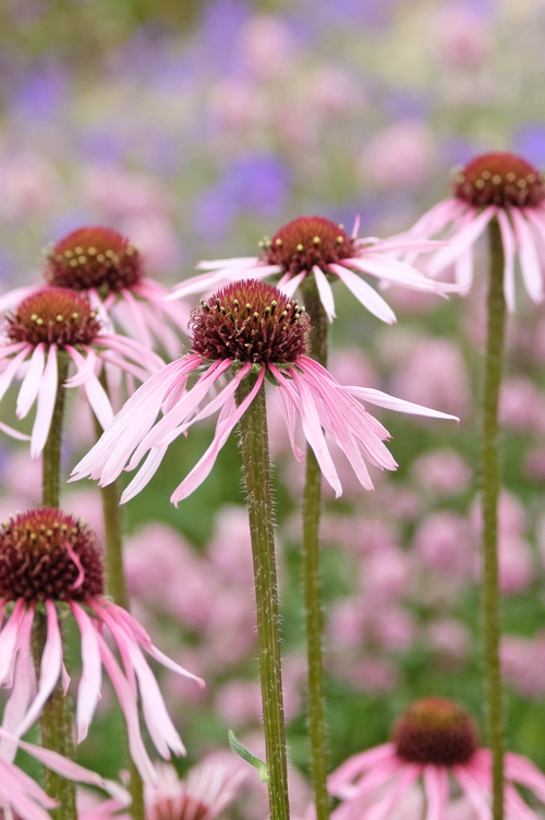 Echinacea pallida