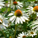 Echinacea purpurea 'Alba'-Angelo