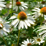 Echinacea purpurea 'Alba'-Angelo