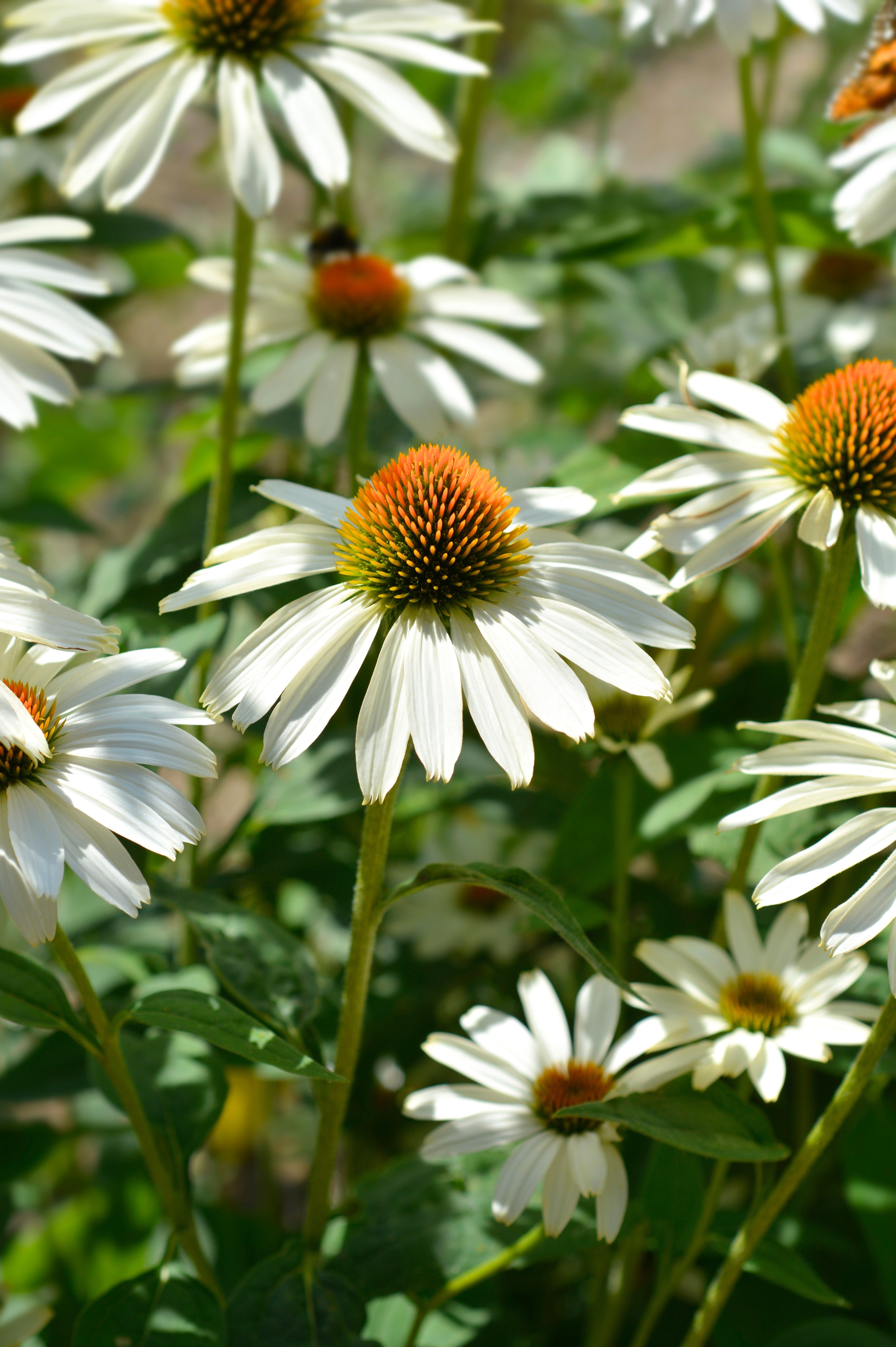 Echinacea purpurea 'Alba'-Angelo