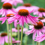 Echinacea purpurea 'Leuchtstern'-Angelo