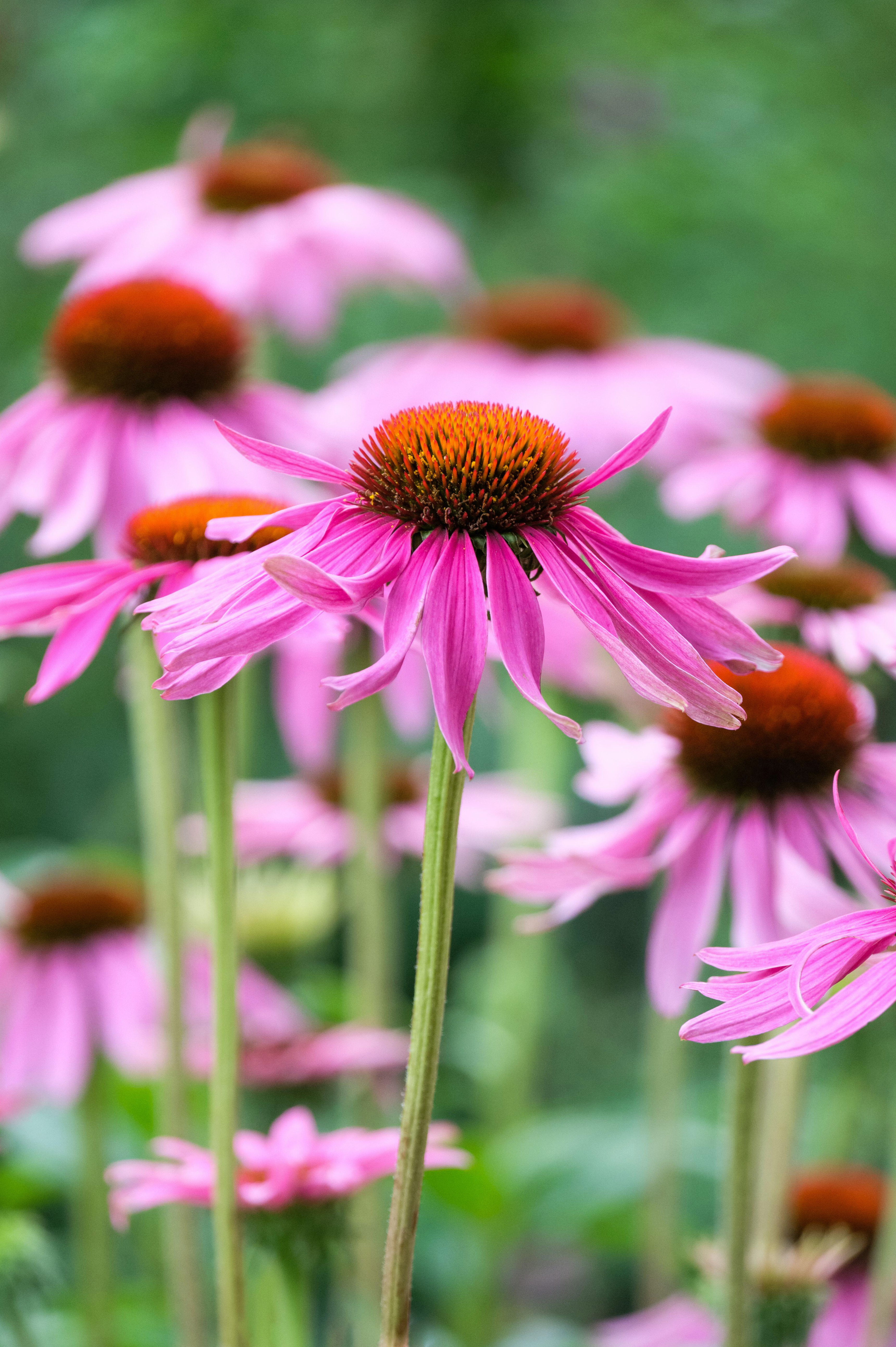 Echinacea purpurea 'Leuchtstern'-Angelo
