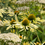 Echinacea purpurea 'Sunrise'-Angelo