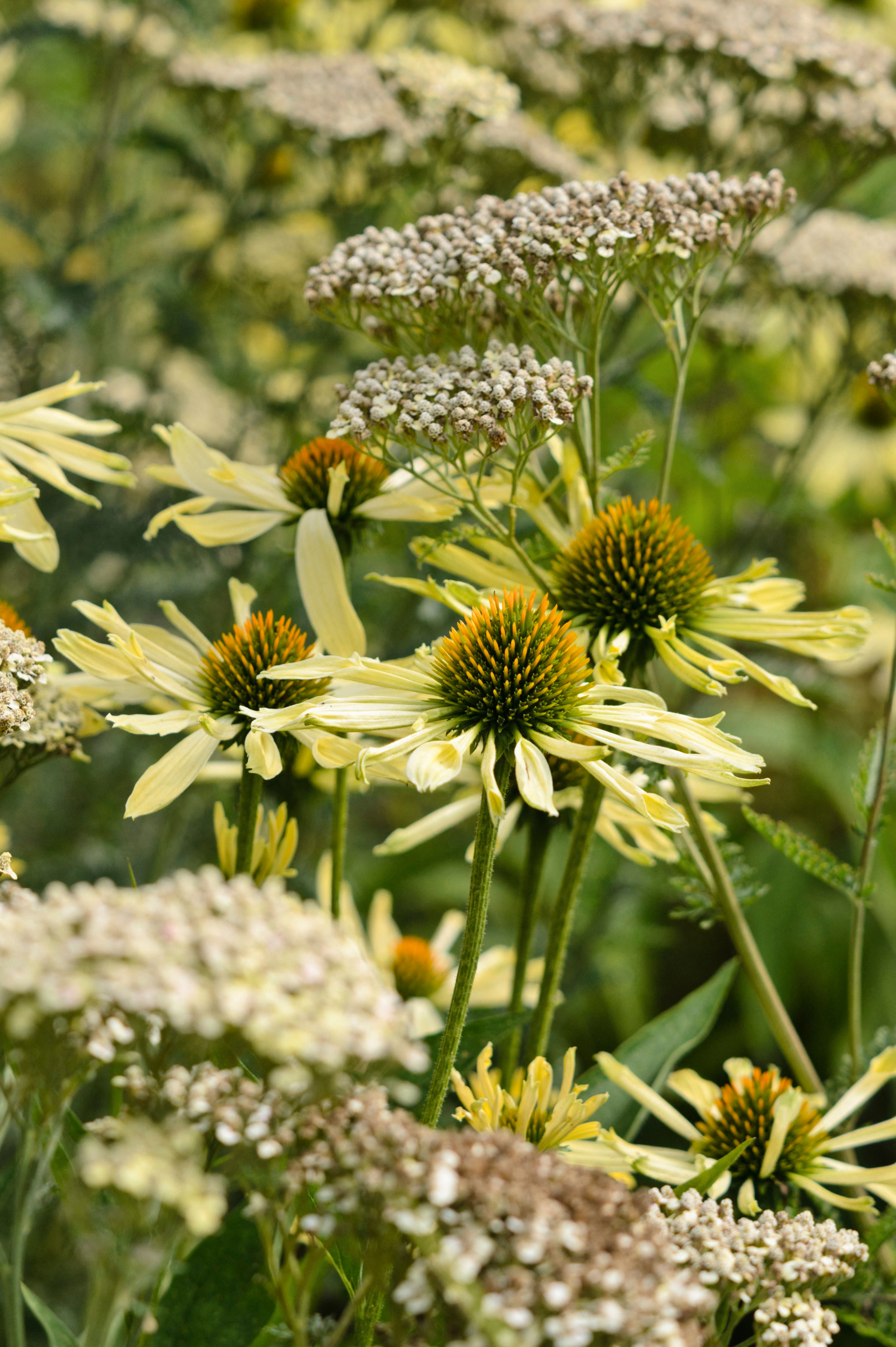 Echinacea purpurea 'Sunrise'-Angelo