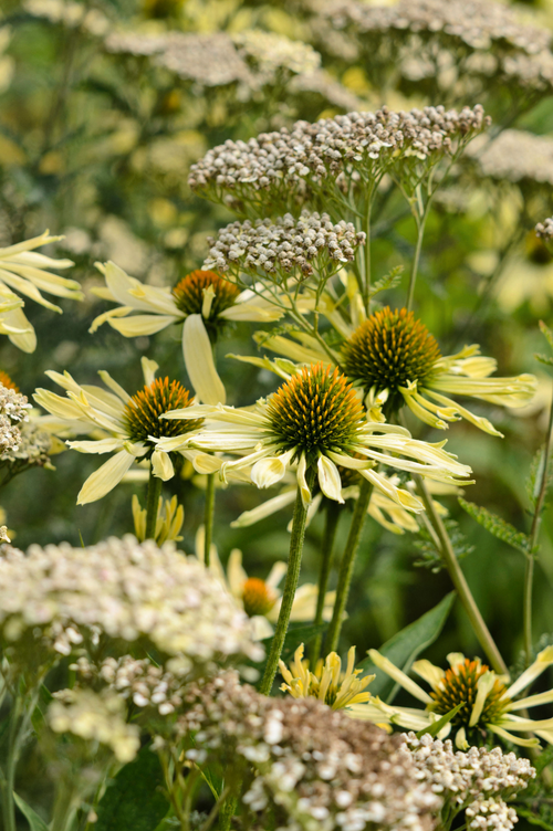 Echinacea purpurea 'Sunrise'