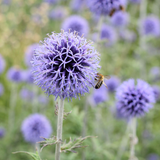 Echinops ritro