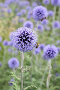 Echinops ritro-Angelo