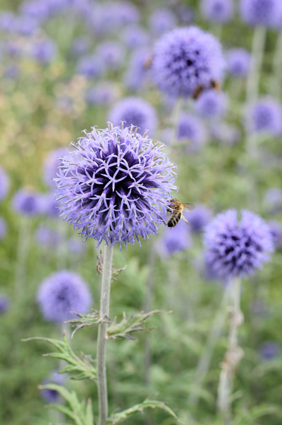 Echinops ritro