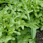 Eikenbladsla 'Cerbiatta'-Angelo