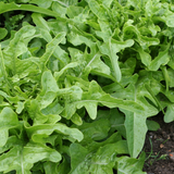Eikenbladsla 'Cerbiatta'-Angelo