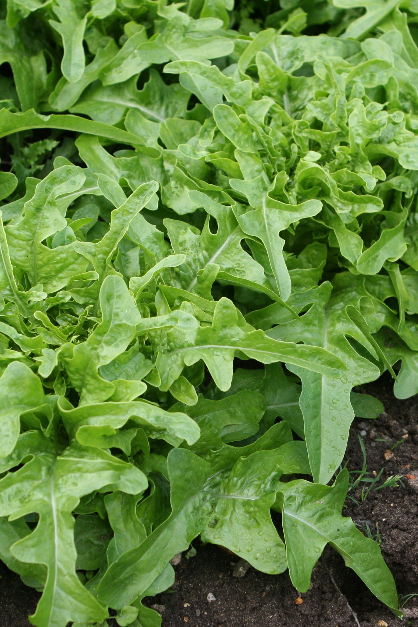 Eikenbladsla 'Cerbiatta'-Angelo