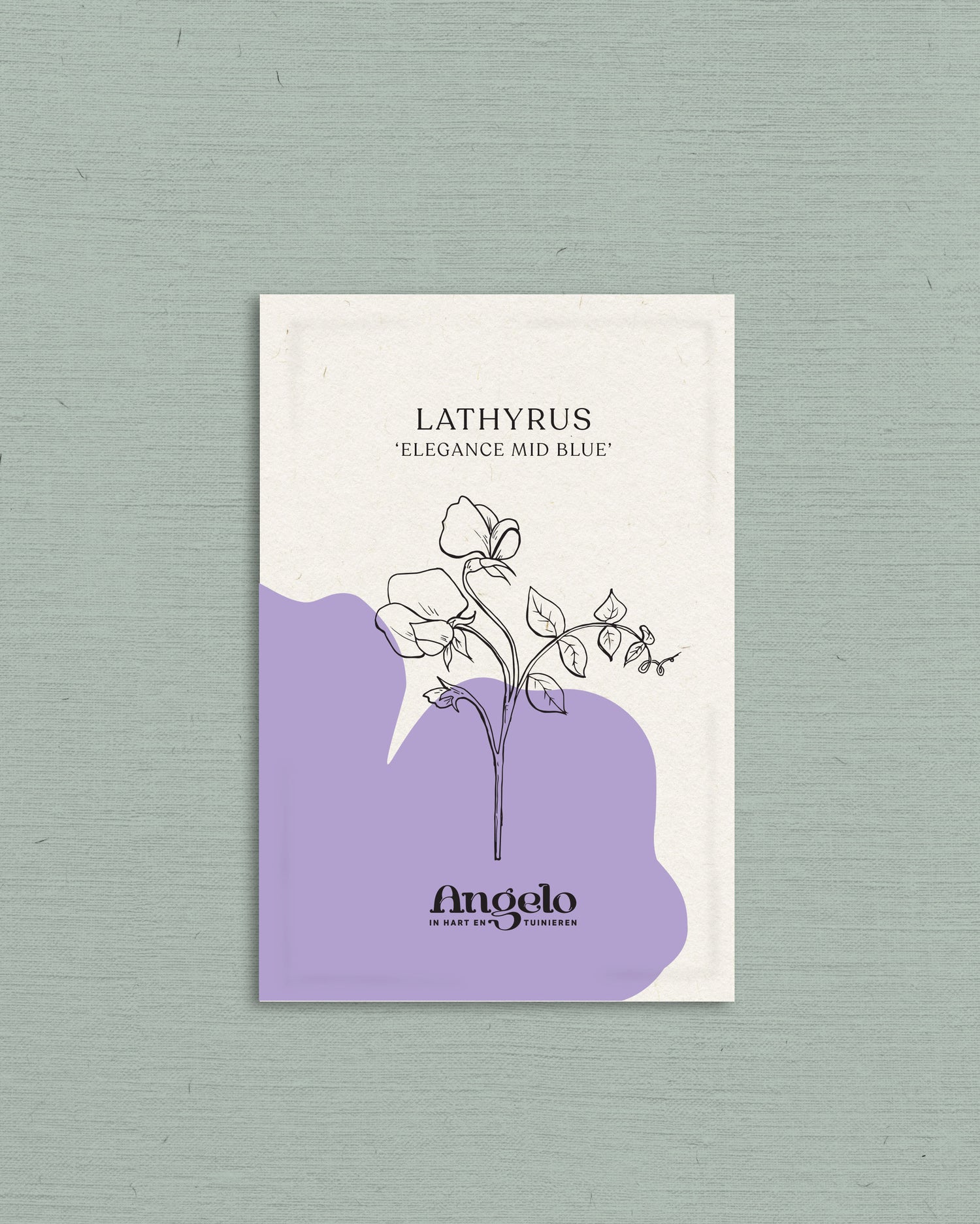 Lathyrus elegance &
