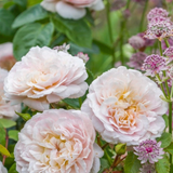 Struikroos 'Emily Brontë'