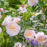 Struikroos 'Emily Brontë'