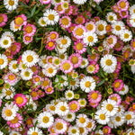 Erigeron karvinskianus-Angelo