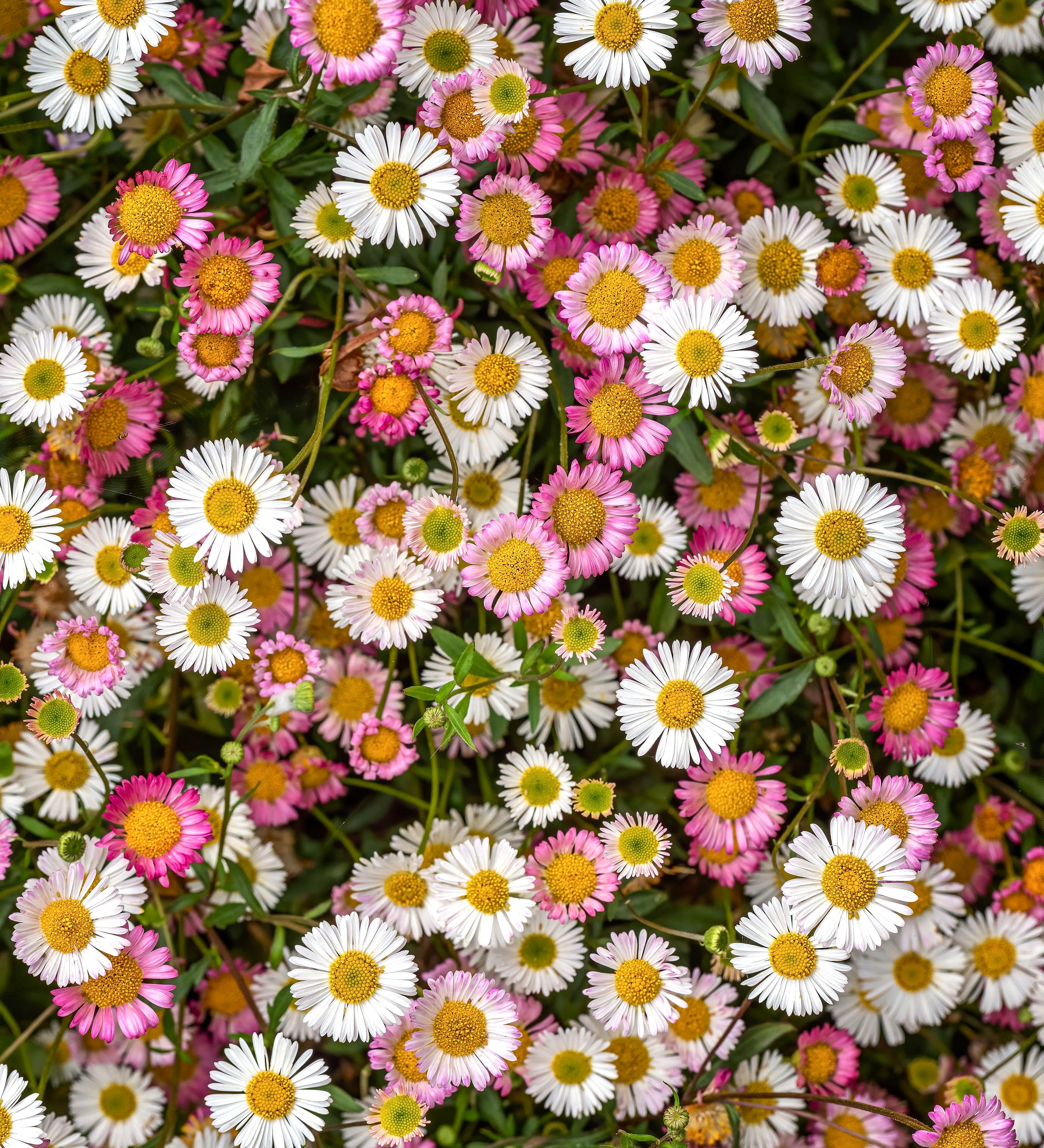 Erigeron karvinskianus-Angelo