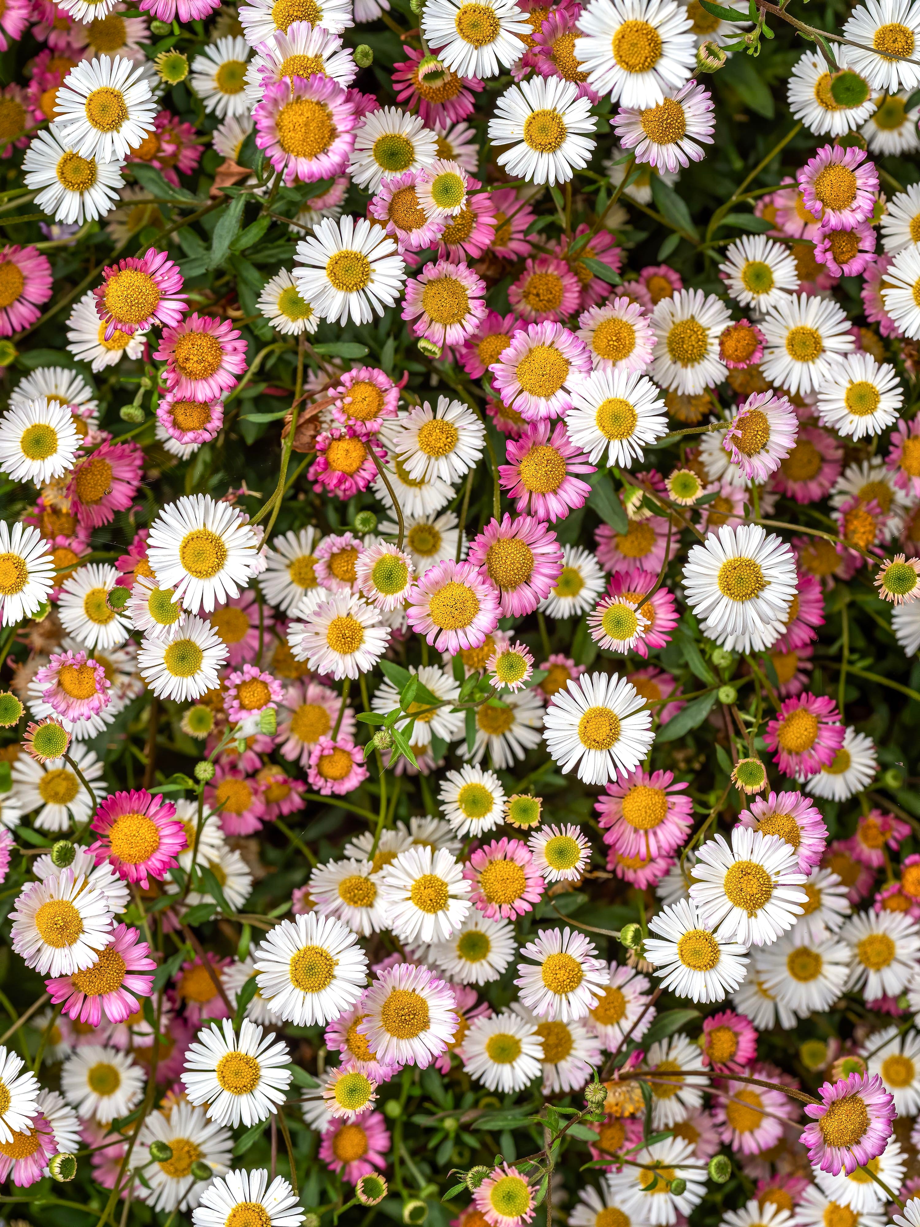 Erigeron karvinskianus-Angelo