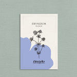 Eryngium planum-Angelo