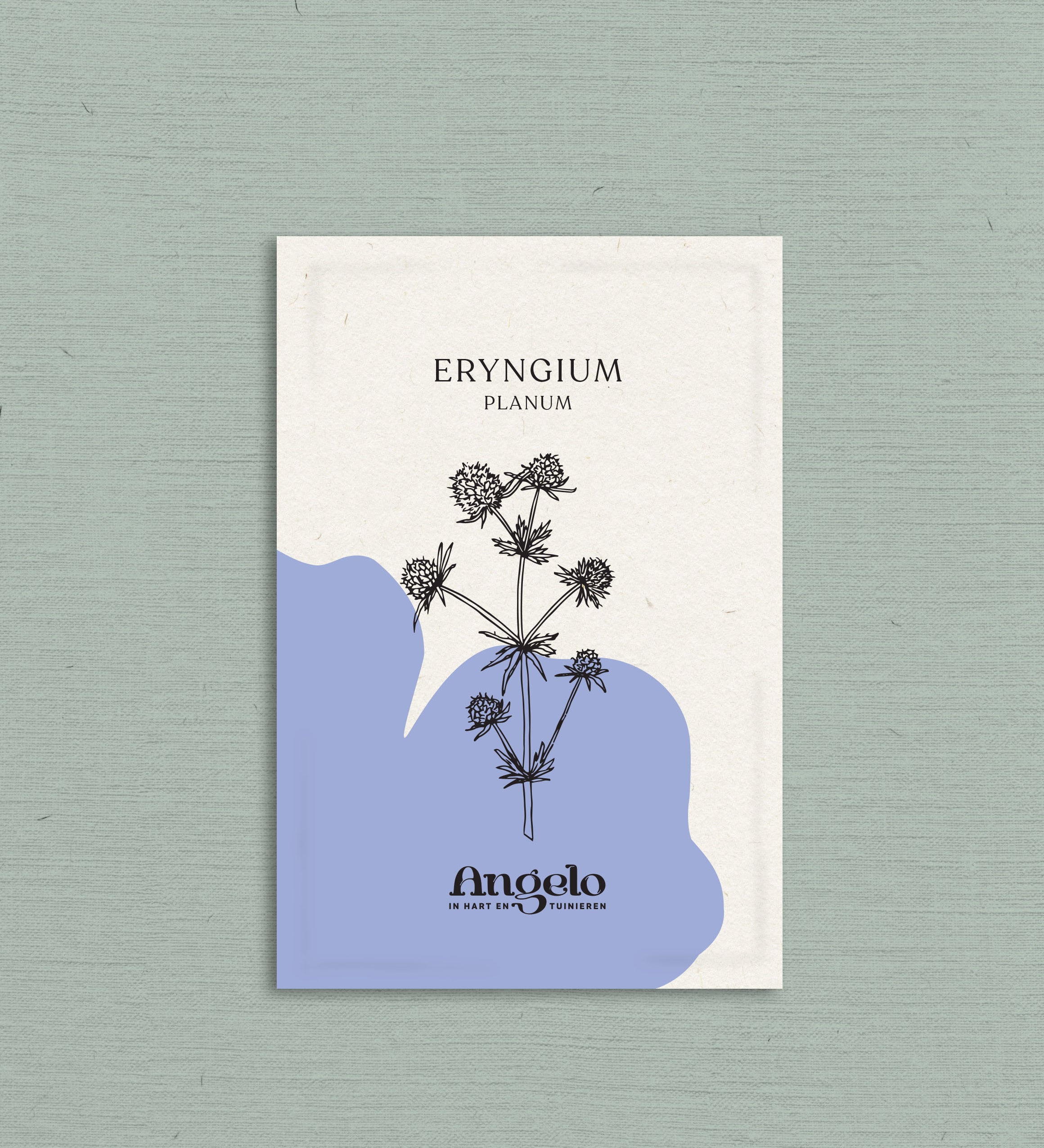 Eryngium planum-Angelo