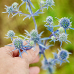 Eryngium planum-Angelo