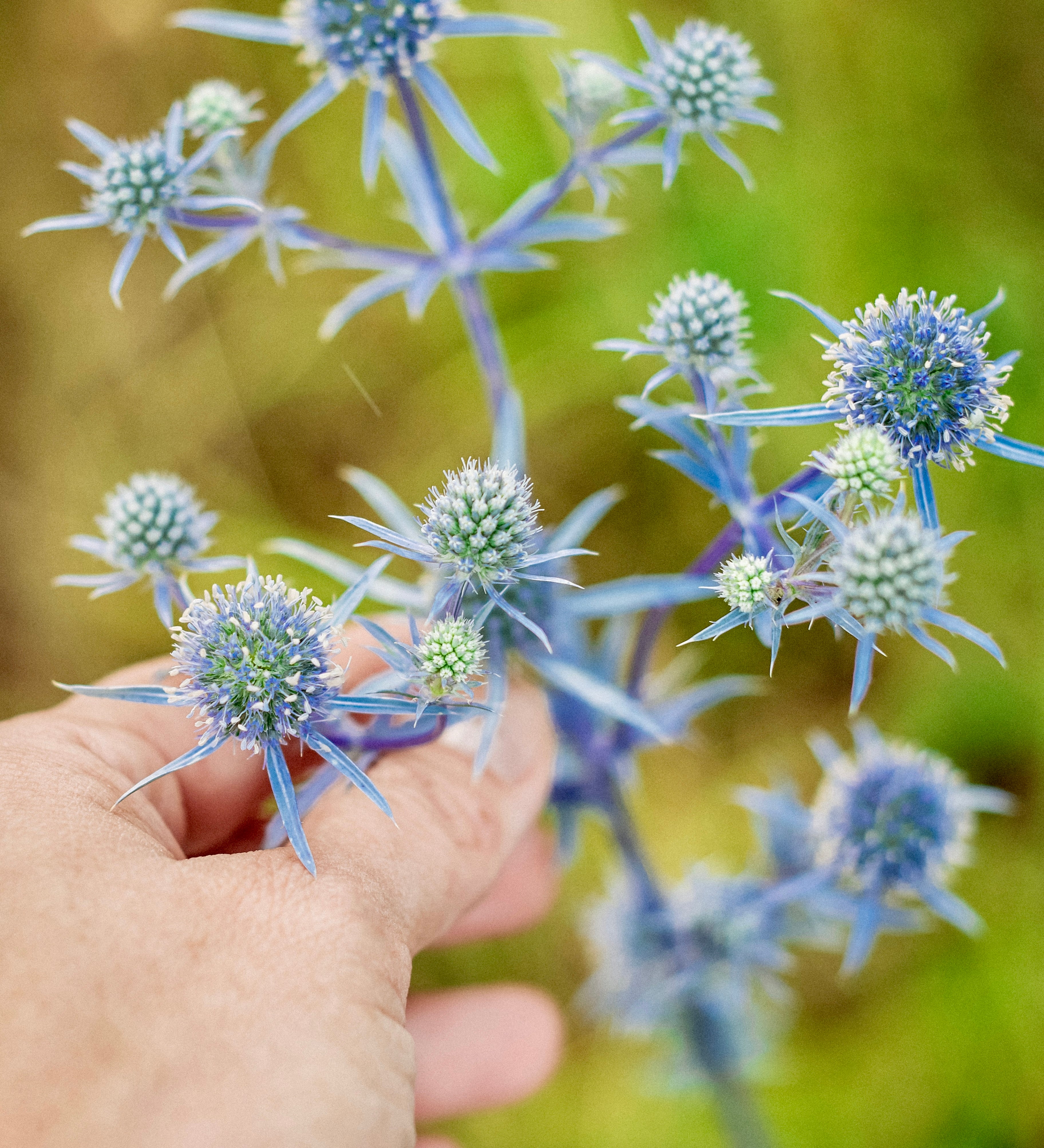 Eryngium planum-Angelo