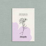Erysimum linifolium 'Little Kiss Lilac'-Angelo