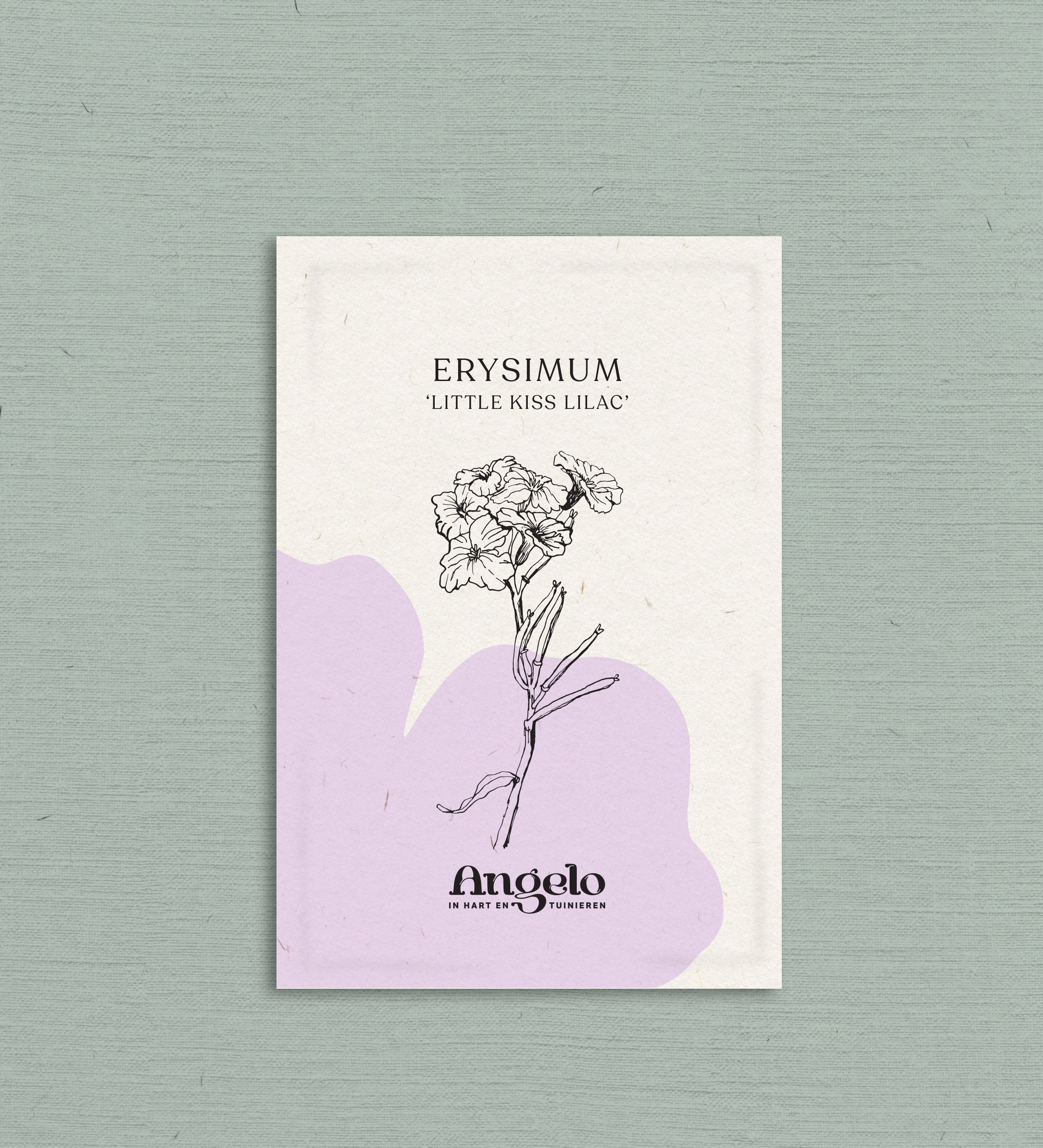 Erysimum linifolium 'Little Kiss Lilac'-Angelo