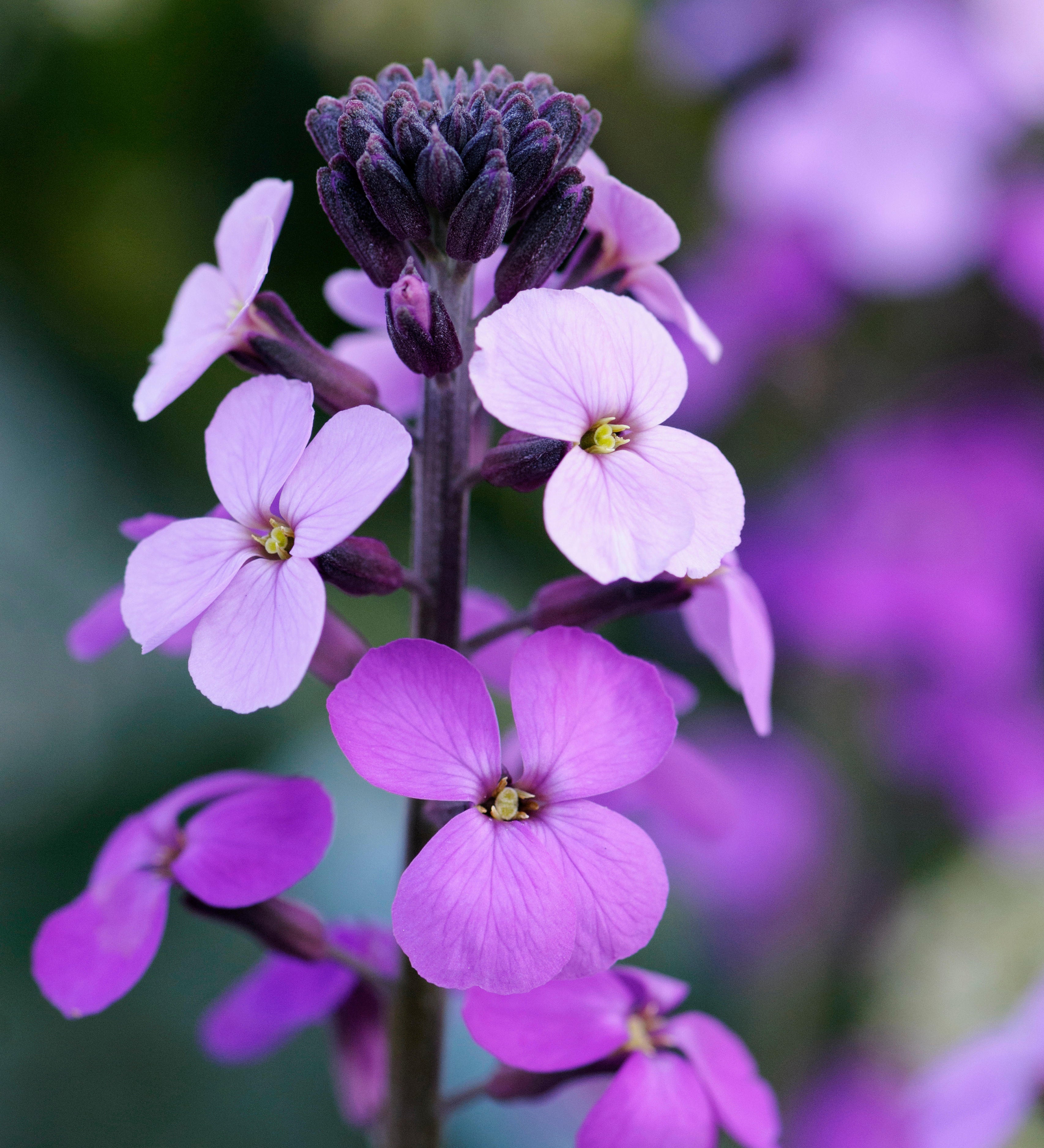 Erysimum linifolium 'Little Kiss Lilac'-Angelo