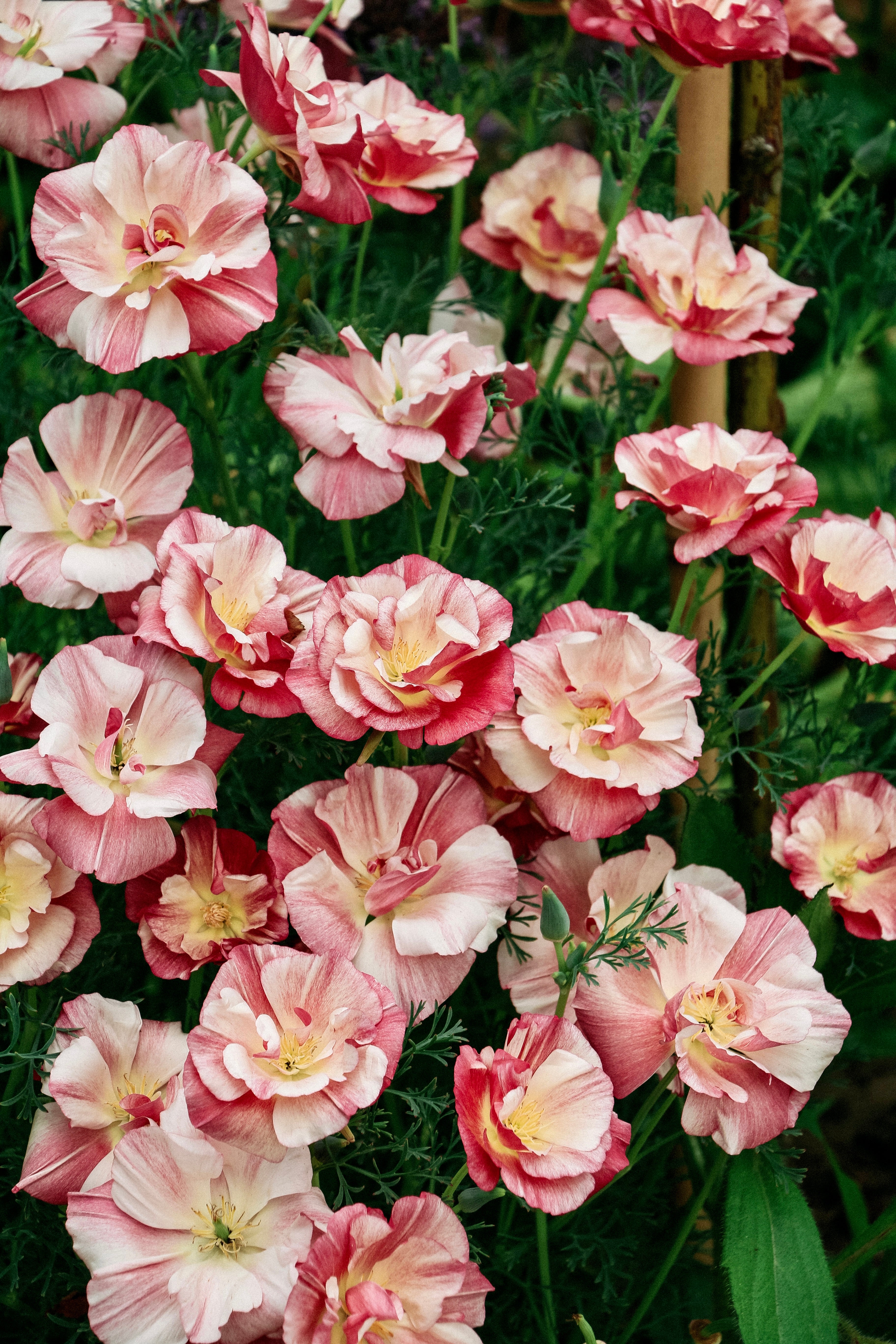 Eschscholzia california 'thai silk appleblossom chiffon'-Angelo