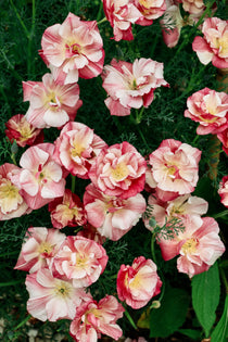 Eschscholzia california 'thai silk appleblossom chiffon'-Angelo