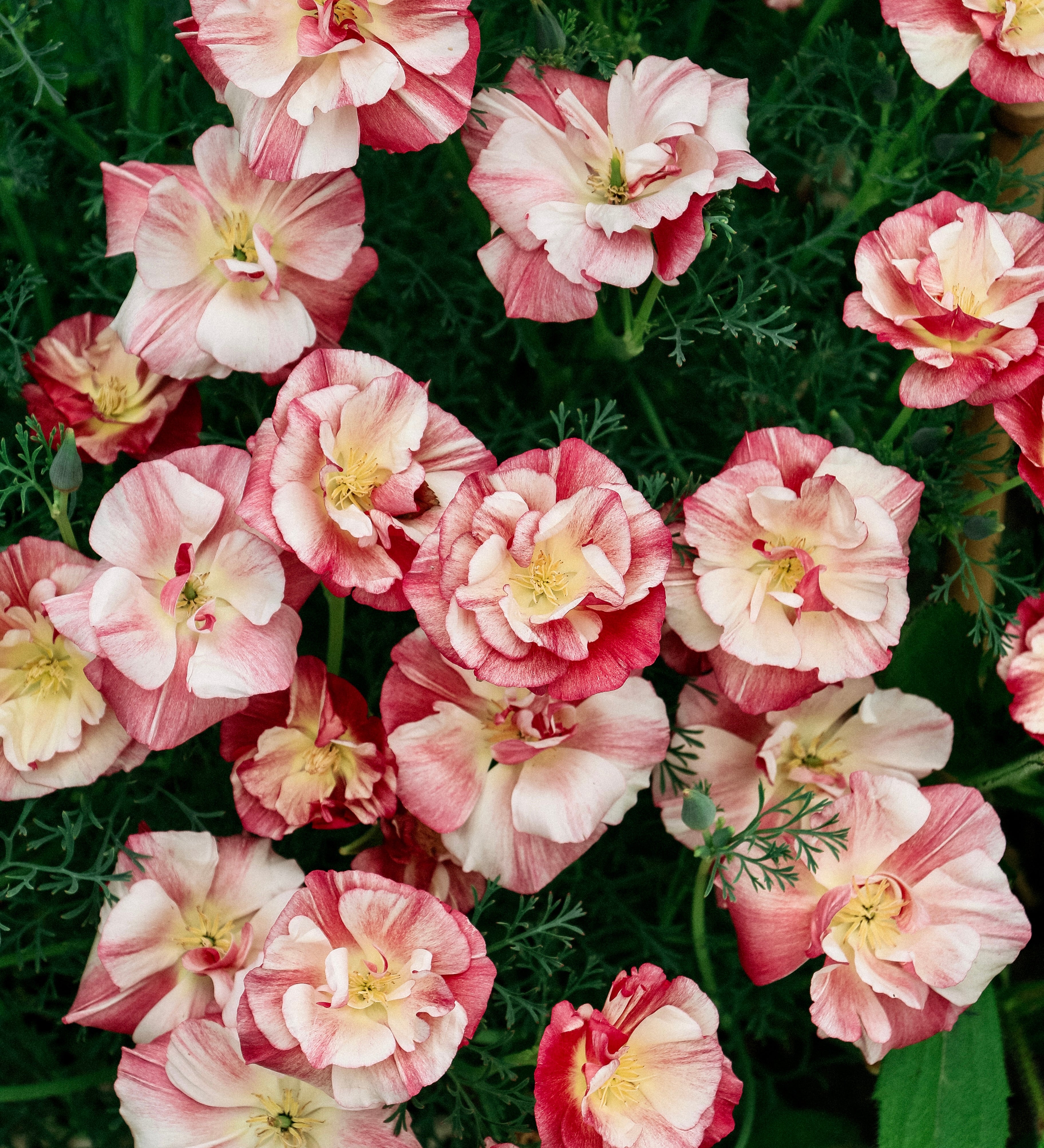 Eschscholzia california 'thai silk appleblossom chiffon'-Angelo