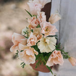 Eschscholzia californica 'thai silk pink champagne'-Angelo