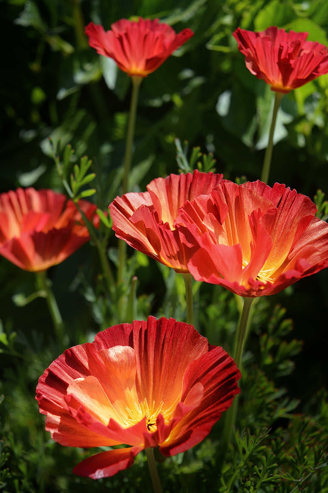 Eschscholzia californica &