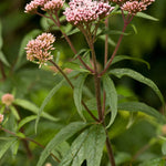 Eupatorium cannabinum-Angelo