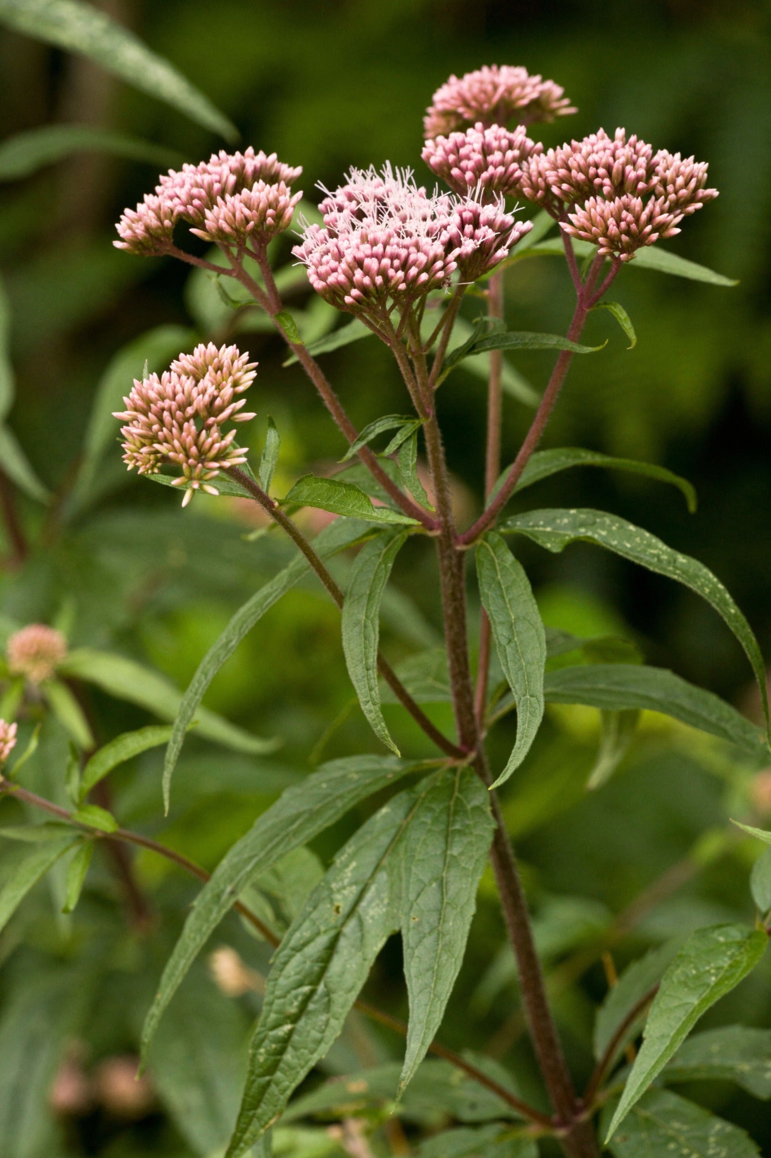 Eupatorium cannabinum-Angelo