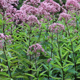 Eupatorium purpureum