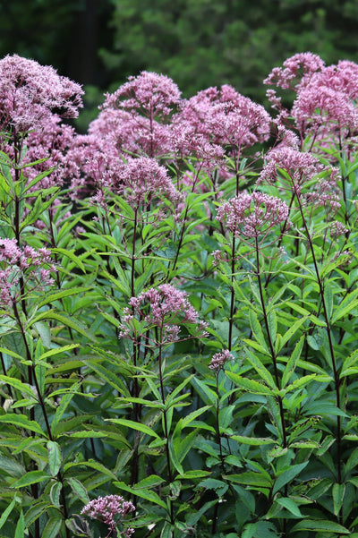 Eupatorium purpureum