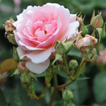 Struikroos 'Felicia'