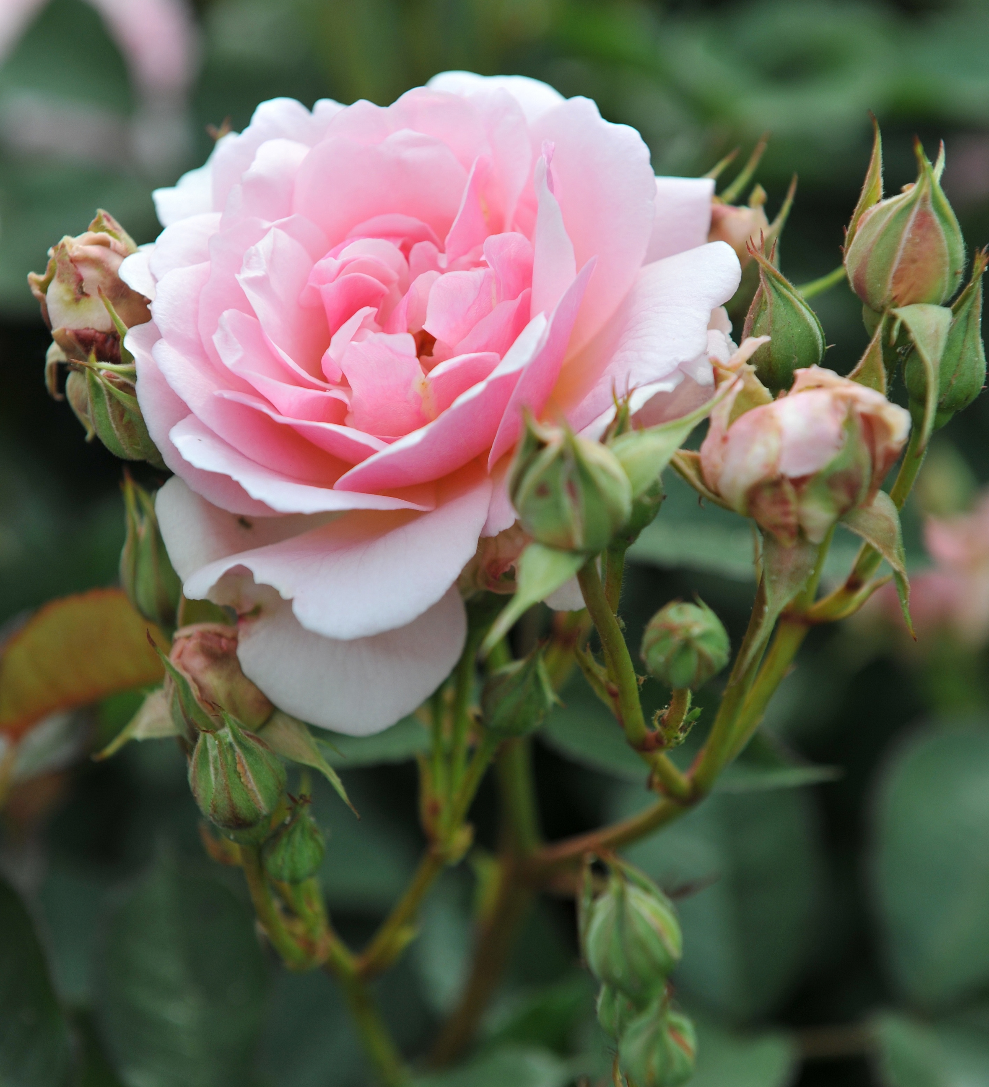 Ontdek onze rozen