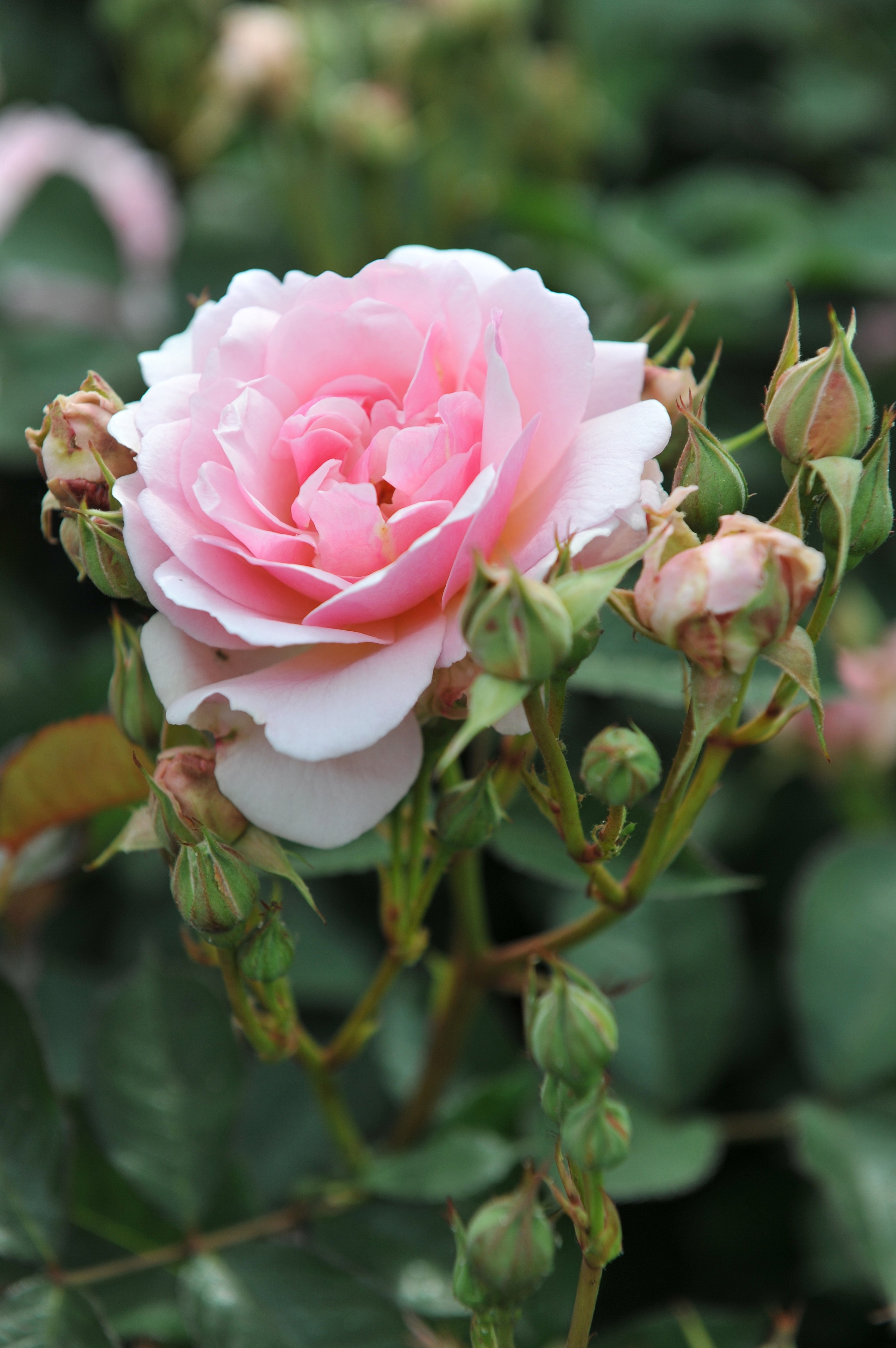 Struikroos 'Felicia'