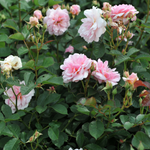 Struikroos 'Felicia'