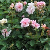 Struikroos 'Felicia'