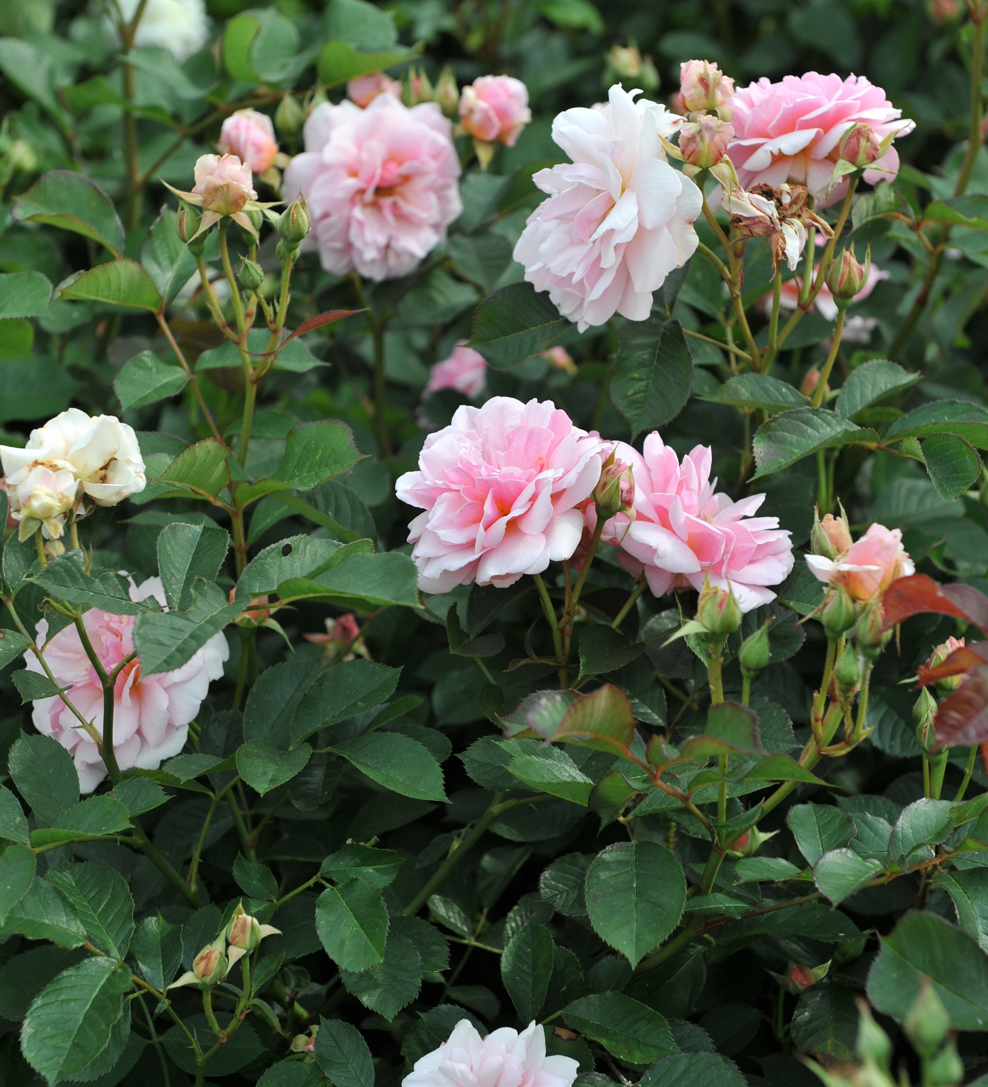 Ontdek onze rozen