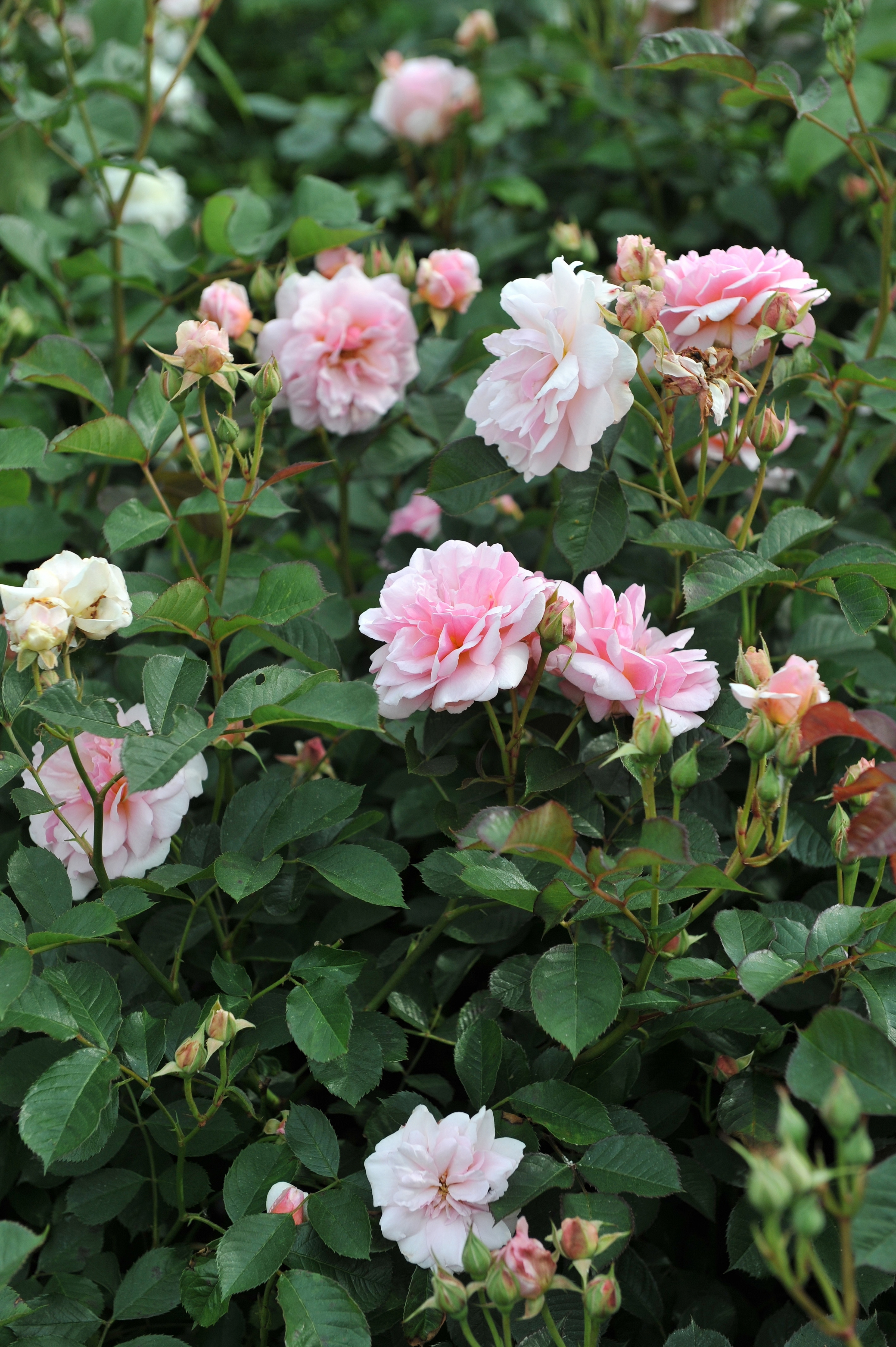 Struikroos 'Felicia'