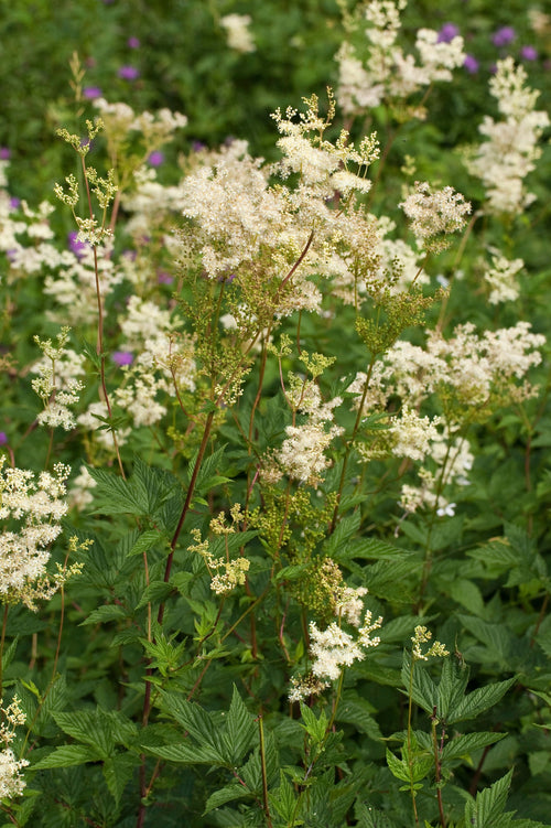 Filipendula ulmaria